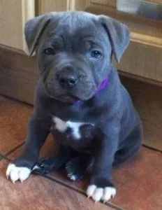 FGHFGD GFHFGN Staffordshire Bull Terrier puppies