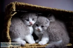 Scottish Fold Kittens For Sale