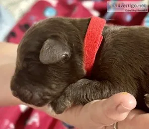 Aussiedoodle puppy