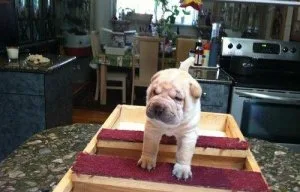 GESRSX HGJGHM Chinese Shar-Pei puppies
