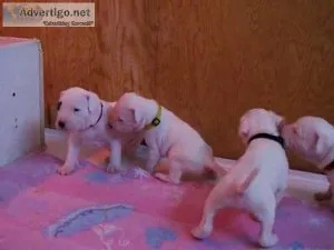 RREYW GYJYTRK Dogo Argentino puppies