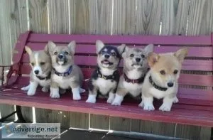 HGMHGF JKUIU Pembroke Welsh Corgi puppies