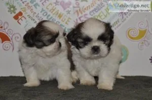 UKYTK RYUTR Shih Tzu puppies