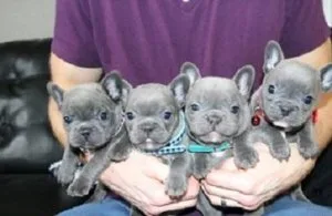 RTTHE YTJYRK French Bulldog puppies