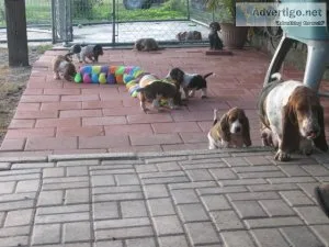 FGHGHTW KUYTKT Basset Hound puppies