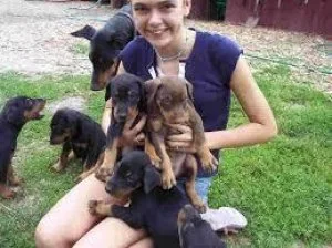 GJTRJM BGTRY Doberman Pinscher puppies