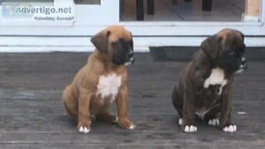 TJTRKF HJKLUY Boxer puppies