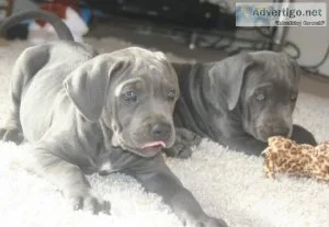 GREWGW GJHDE Cane Corso puppies