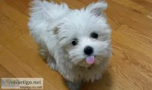 FGHRE KUYKH Maltese puppies