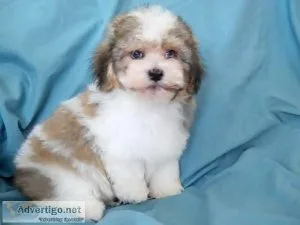 FHJTRJ HGKYUT Havanese puppies