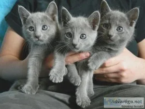 EFERWG JJRNT Russian Blue kittens