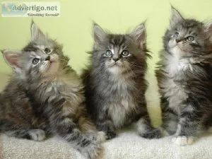TJUTRQ HKJY Maine coon kittens