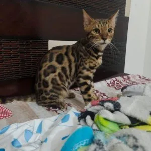 Buy Bengal cat for sale in Noida