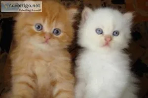 TYJYTE HGJKHG Persian kittens