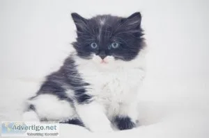 Stunning Turkish Angora kittens.