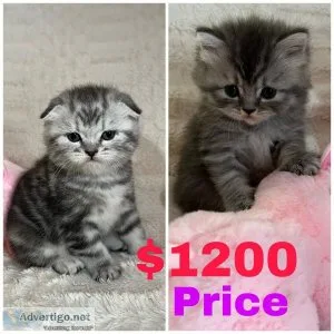 Scottish Fold and Scottish straight