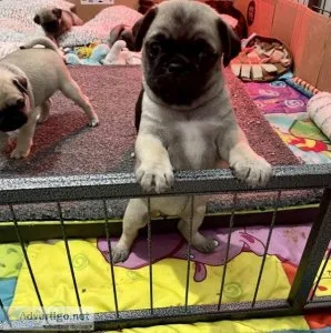 pugs puppies for a good home