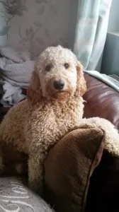 RTRFBF HGFJF Labradoodle puppies
