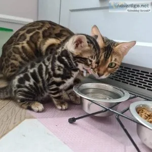 Amazing Bengal kittens for sale