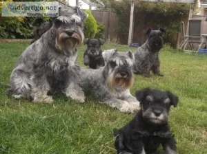 DGDSG GFHTYJ Miniature Schnauzer puppies