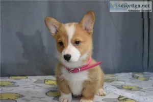 Nice Corgi pups needed place to by ready Now available to go Now