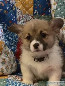AKC Welsh Pembroke Corgi Puppies