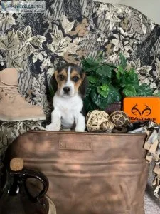 Purebred Beagle puppies