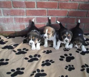 THYRTEE RTYTRY Beagle puppies