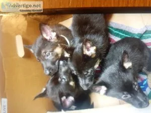 German Shepard Pups for sale