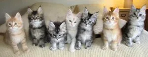 FGHEEE TGTERF Maine coon kittens