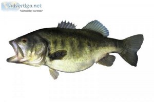THIS LURE IS A GREAT STOCKING STUFFER