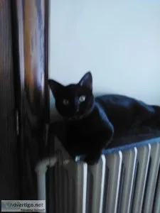 NEED GOOD HOMES FOR ADULT CATS