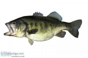 BASS FISHING MADE EASY