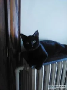 LOOKING FOR GOOD HOMES FOR ADULT CATS