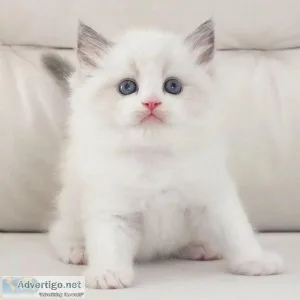 Ragdoll kitten male.female