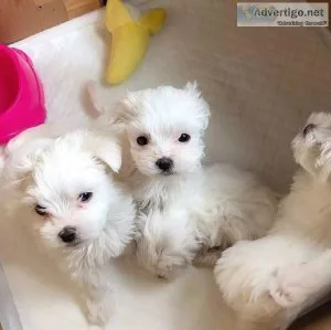 Maltese puppies