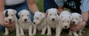 DSGWGH HGJKHG Dogo Argentino puppies