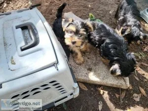 Adorable Yorkshire terrier puppys