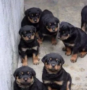 THRTHW GJKYK Rottweiler puppies