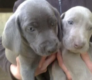 FDHDF CBGFHG Weimaraner puppies