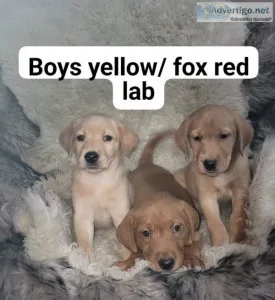 AKC LABRADOR PUPPIES