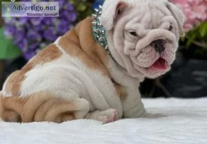 English Bulldog puppies