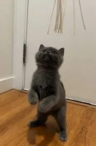 British Shorthair Kitten