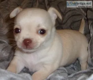 Merry Chihuahua