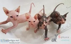 FGHFDW HGKJHG Sphynx kittens
