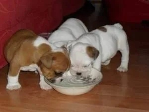 GFJGFM HGJYTKT English bulldog puppies