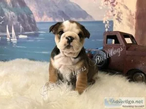 English Bulldog F AKC Sable wtan points