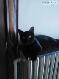 NEED HOMES FOR ADULT CATS