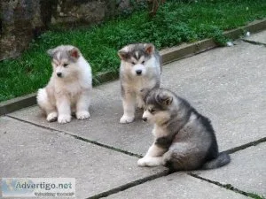FHFH TRYTRY Alaskan Malamute puppies