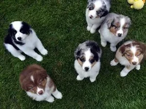 RTERHYE JHKUHK Australian Shepherd puppies
